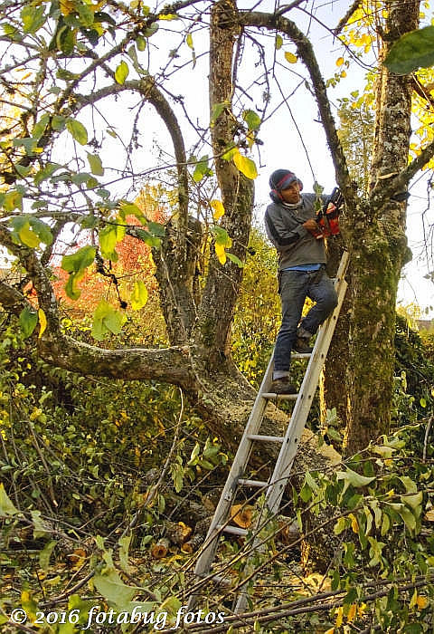 Pruning the Old Apple Tree