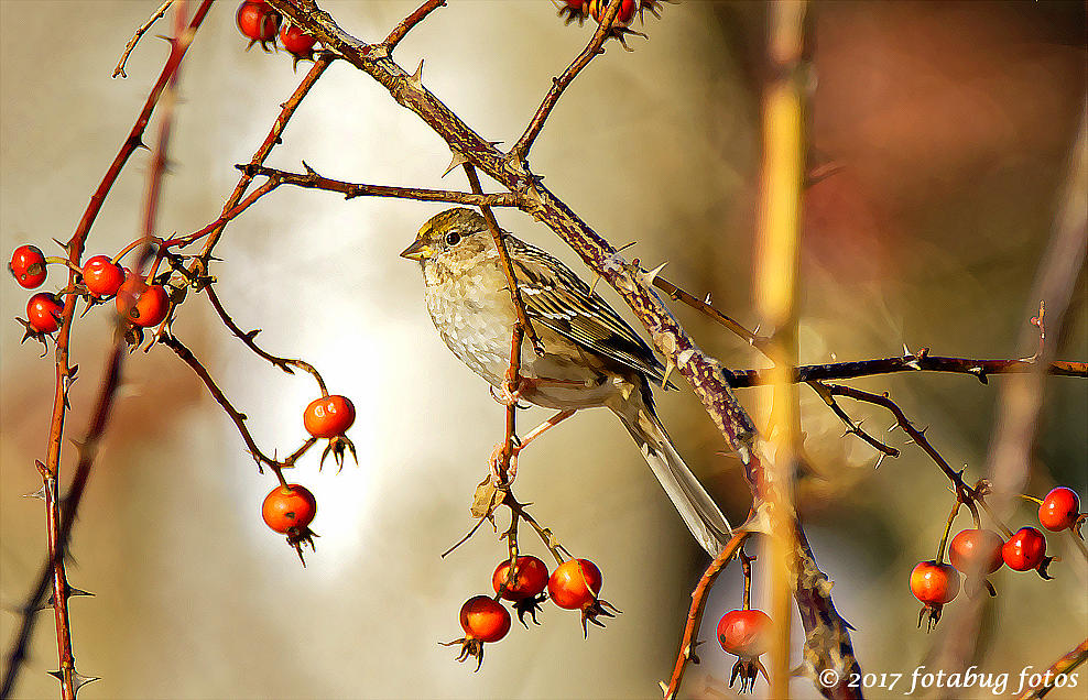 Golden-crowned Sparrow