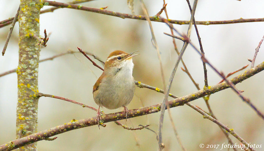 Bewitching Bewicks Wren