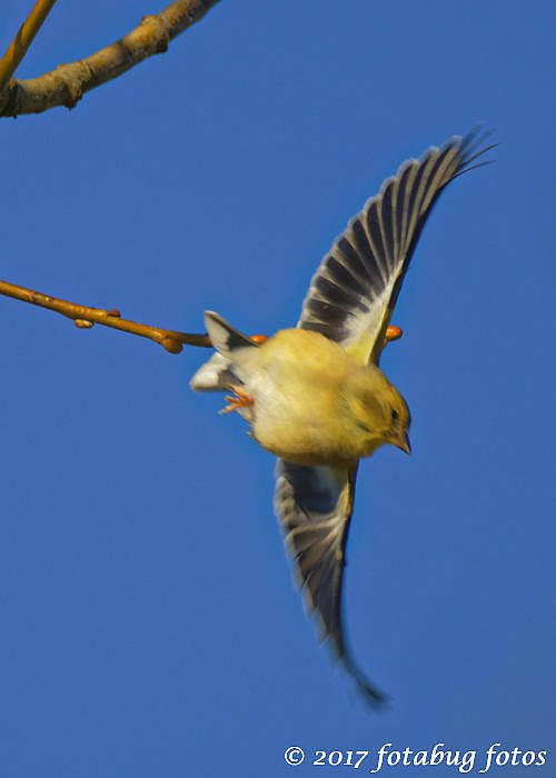 Goldfinch Takeoff