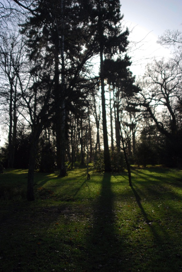 Green wood