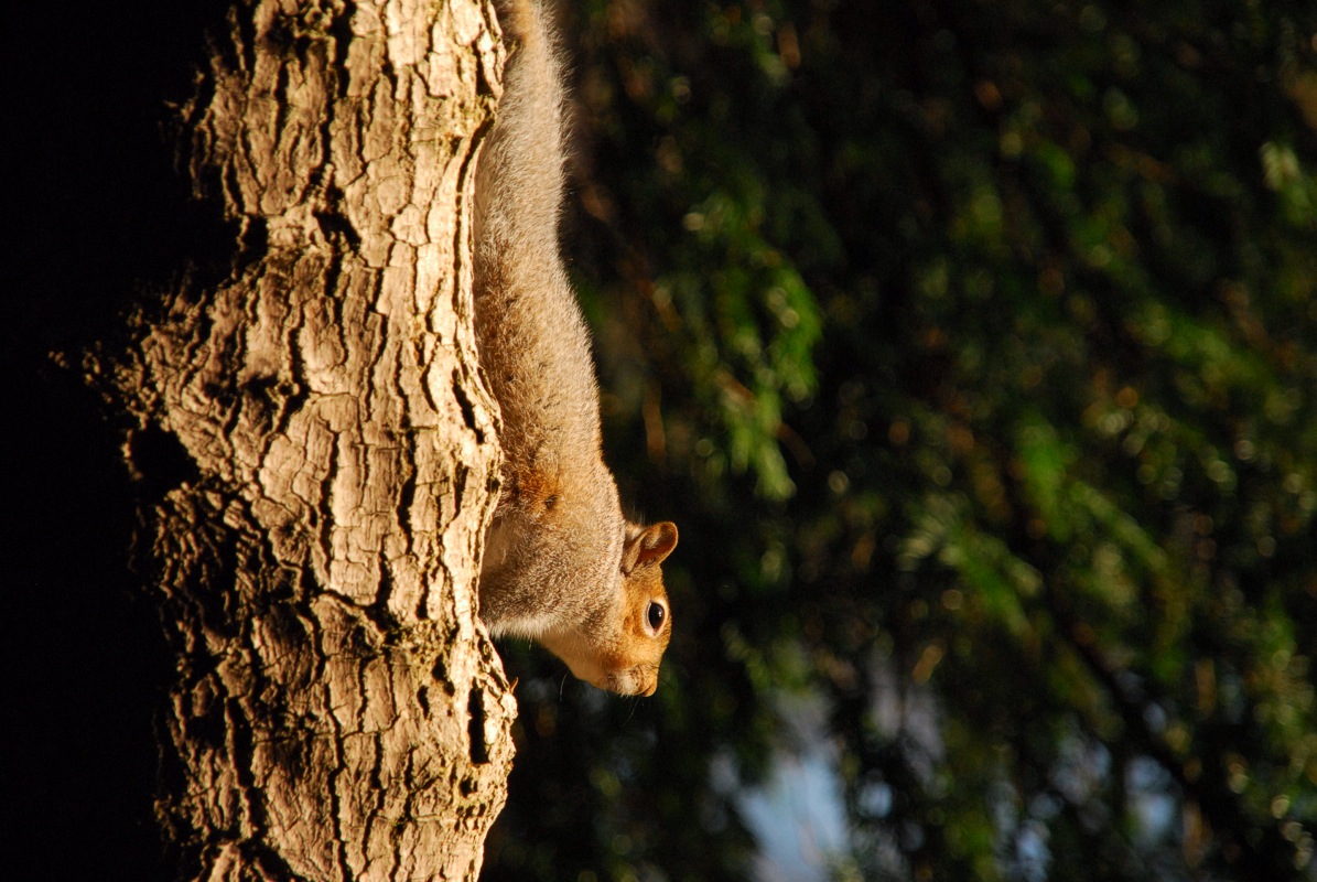 Fetch thee new nuts.<br>14 January 2014 (666)