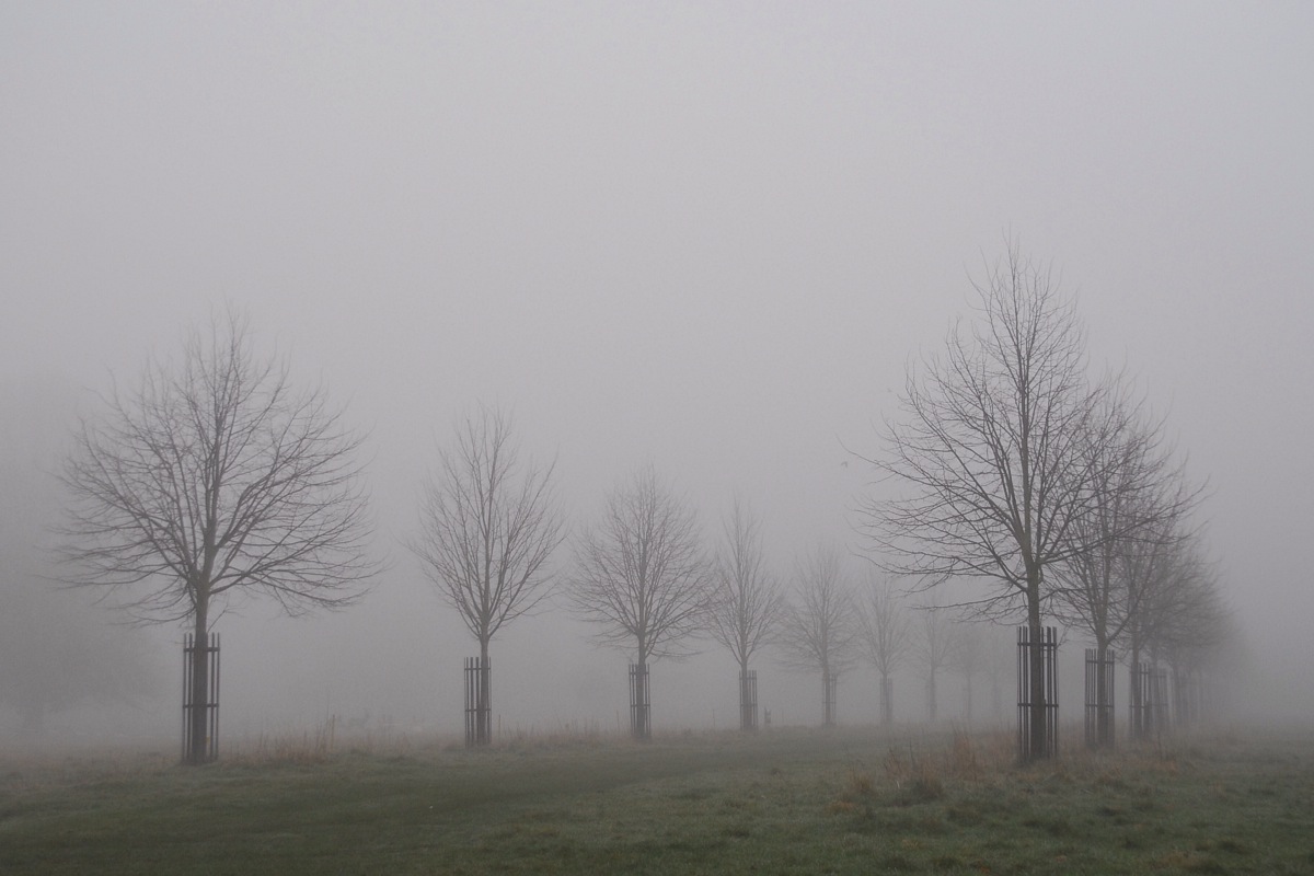 Misty avenue
