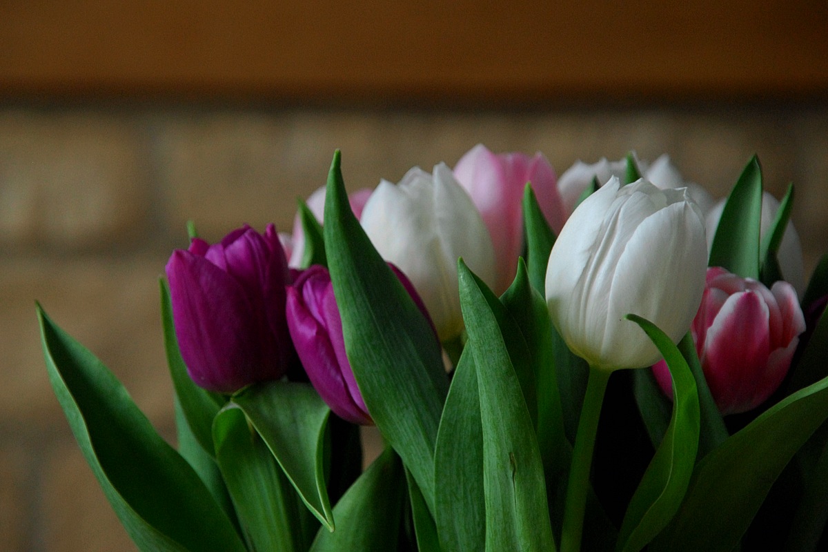 And all things rare<br>28 March 2014 (684)