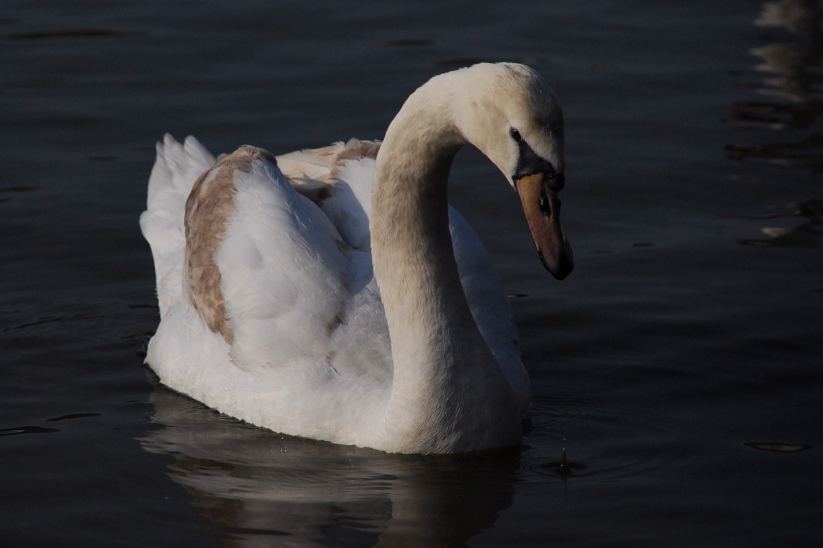 No more ugly duckling