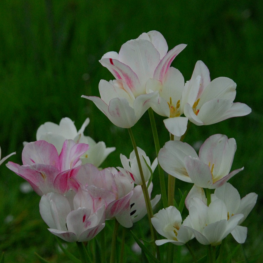 The most delicate of tulips