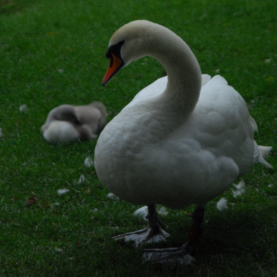 Proud parent