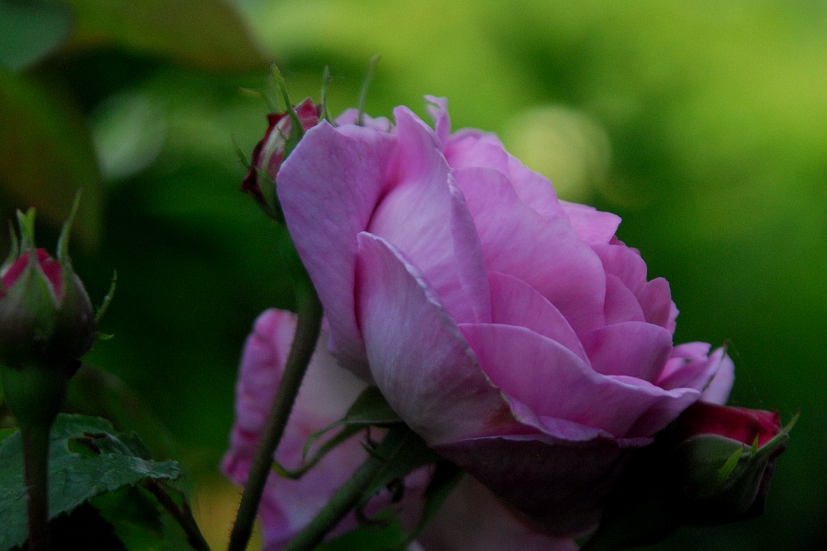 Emergence
