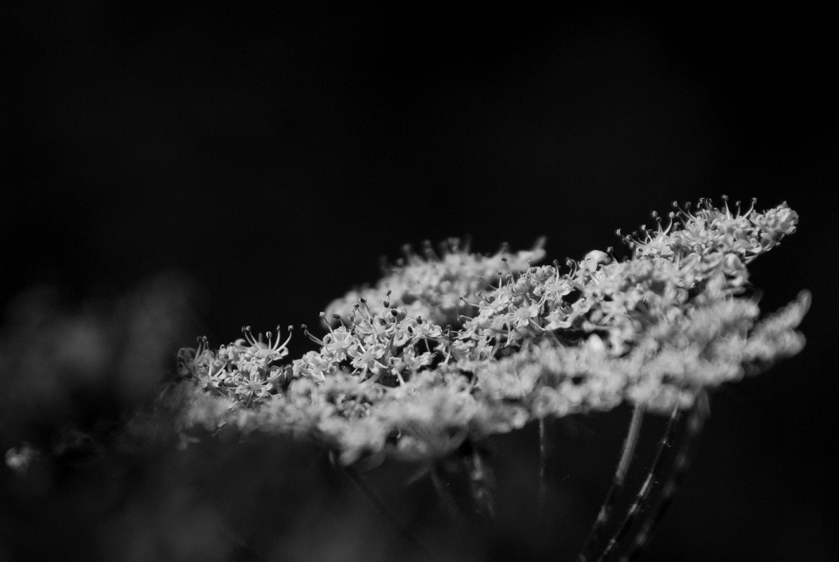 Umbelliferous