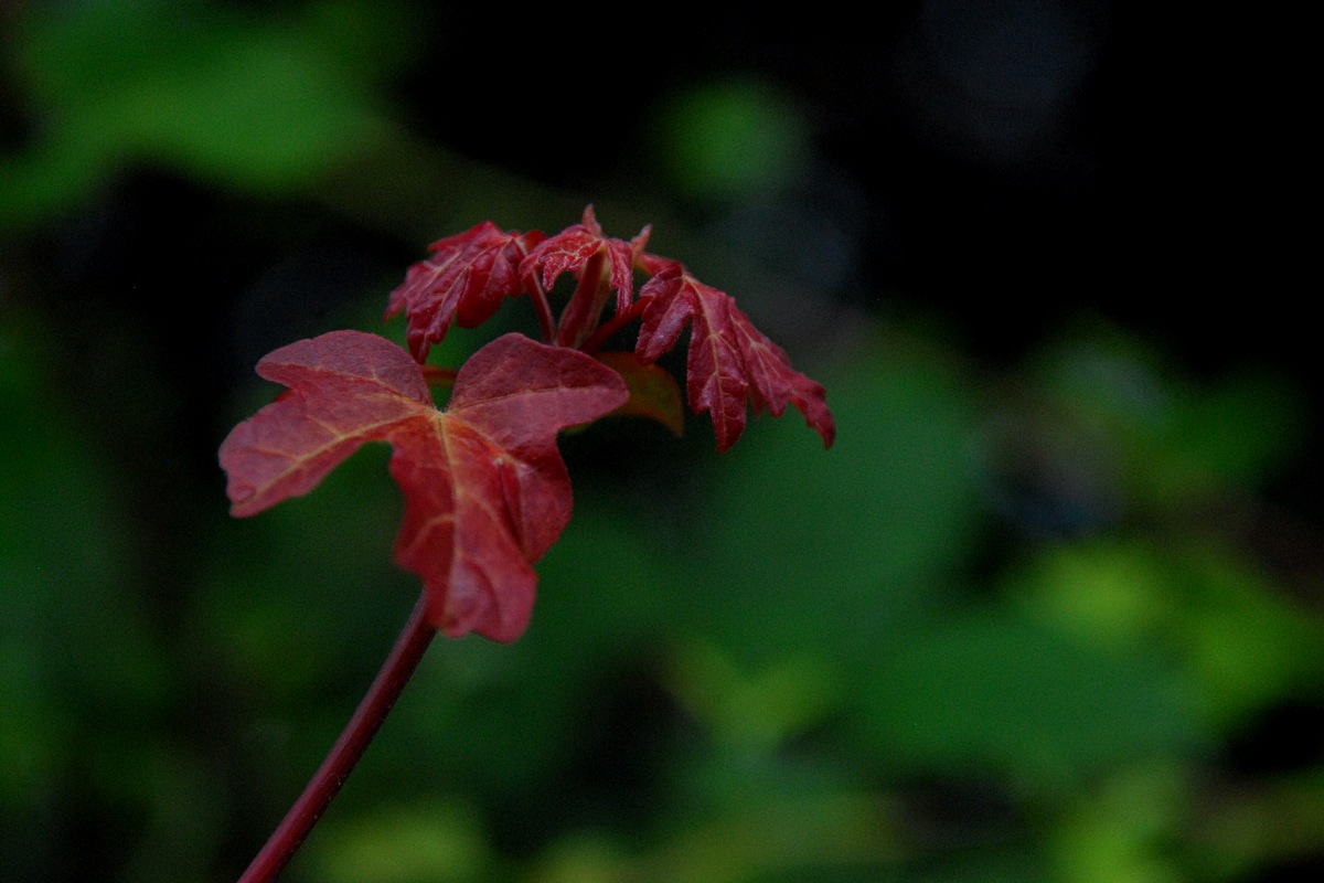 Unfurling