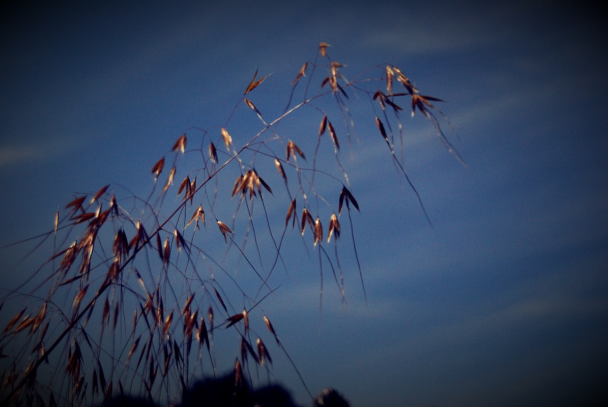 Grass