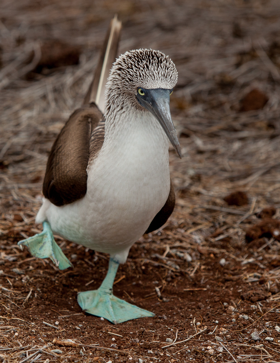 13-05 Galapagos 29.jpg