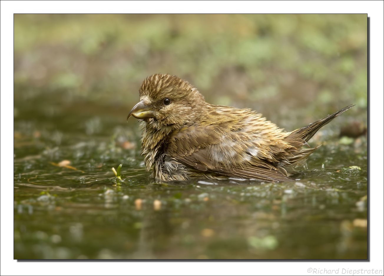 Kruisbek - Loxia curvirostra - Red Crossbill