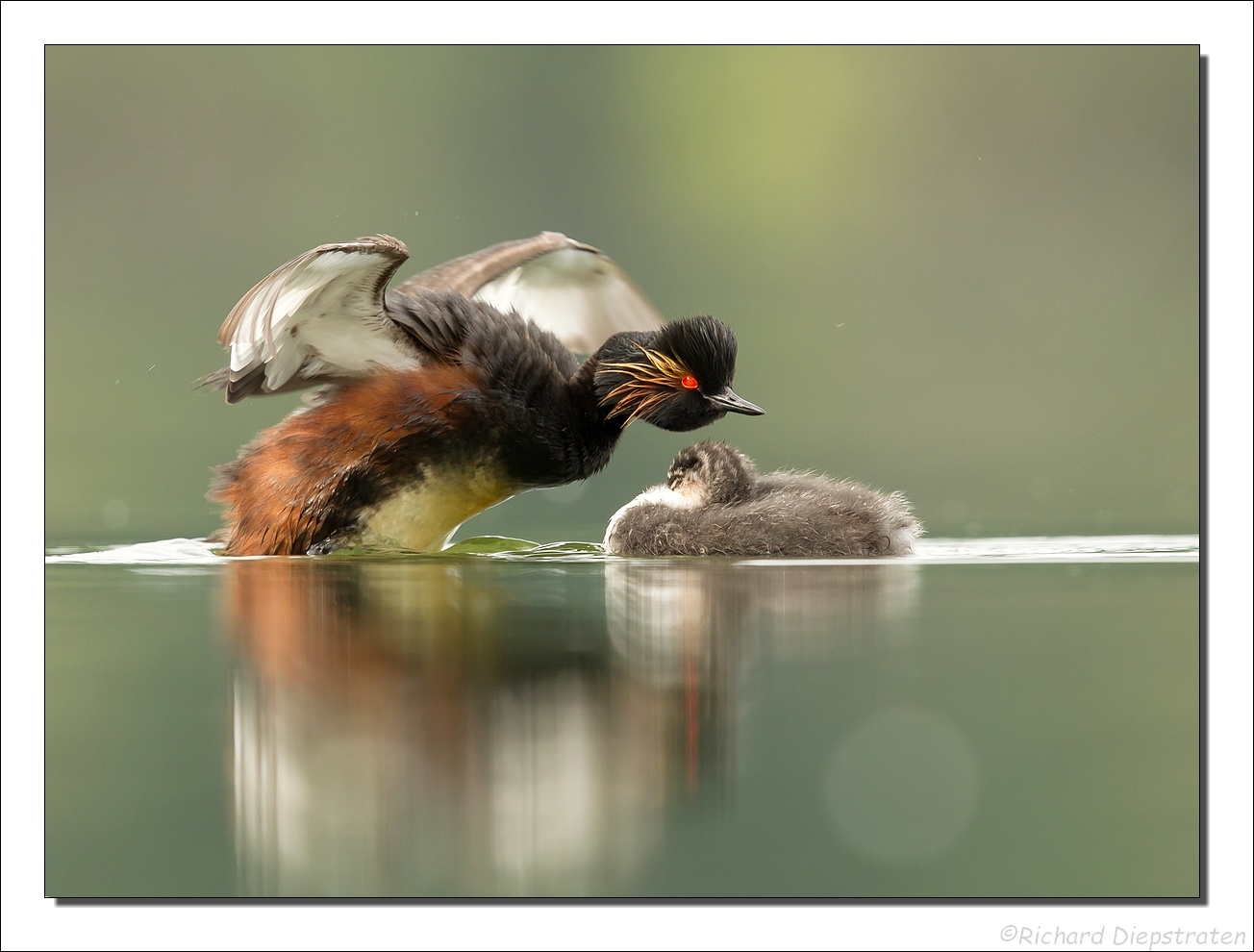 Geoorde Fuut - Podiceps nigricollis - Black-necked Grebe