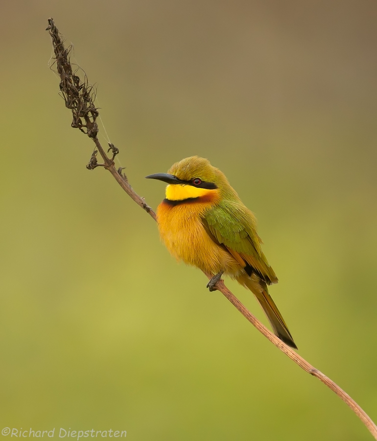 Dwergbijeneter - Merops pusillus - Little Bee-eater