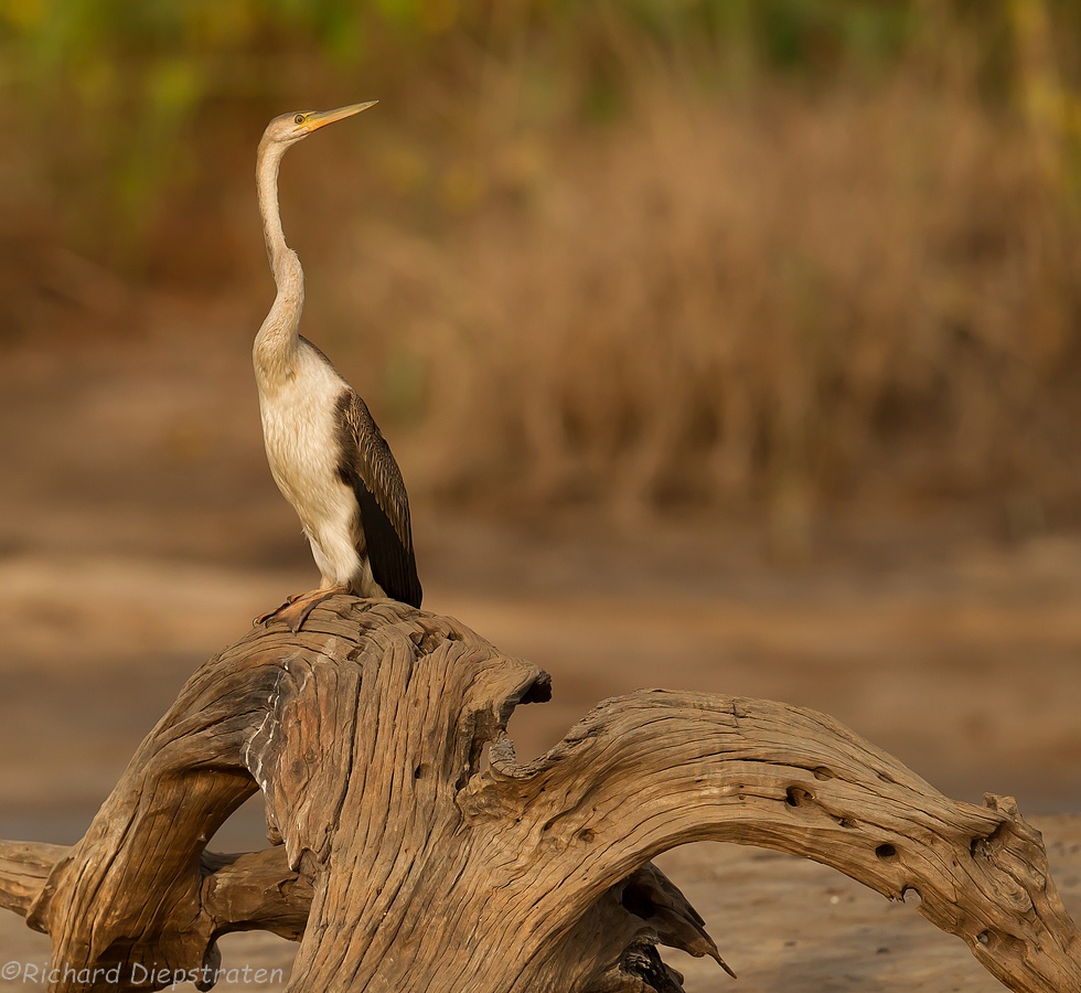 Afrikaanse Slangenhalsvogel - Anhinga rufa - African Darter