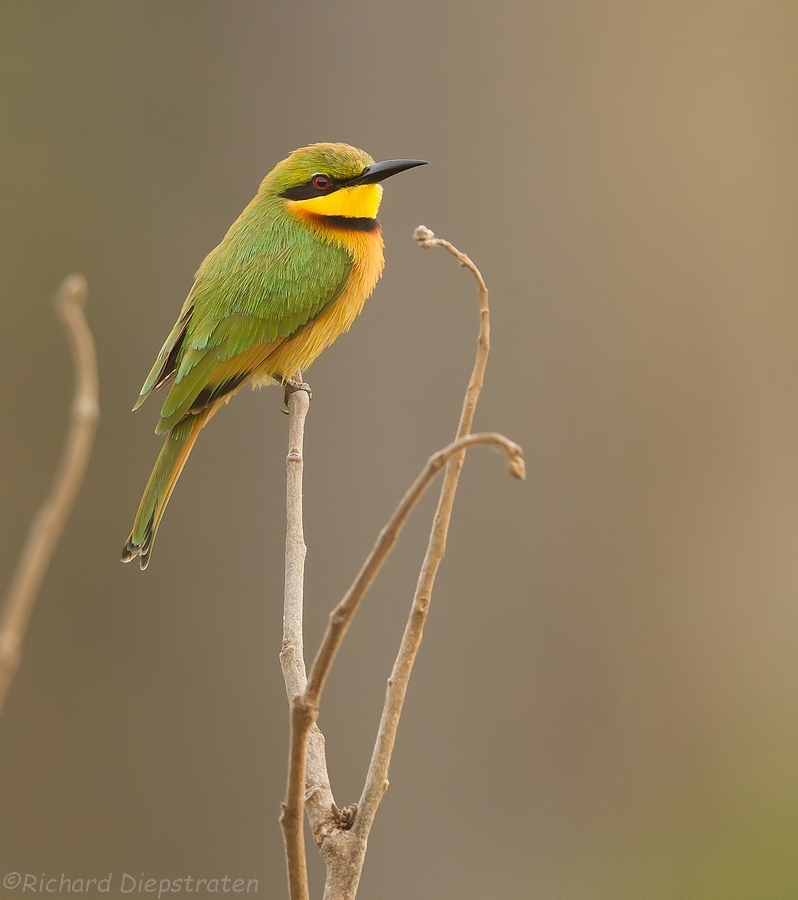 Dwergbijeneter - Merops pusillus - Little Bee-eater