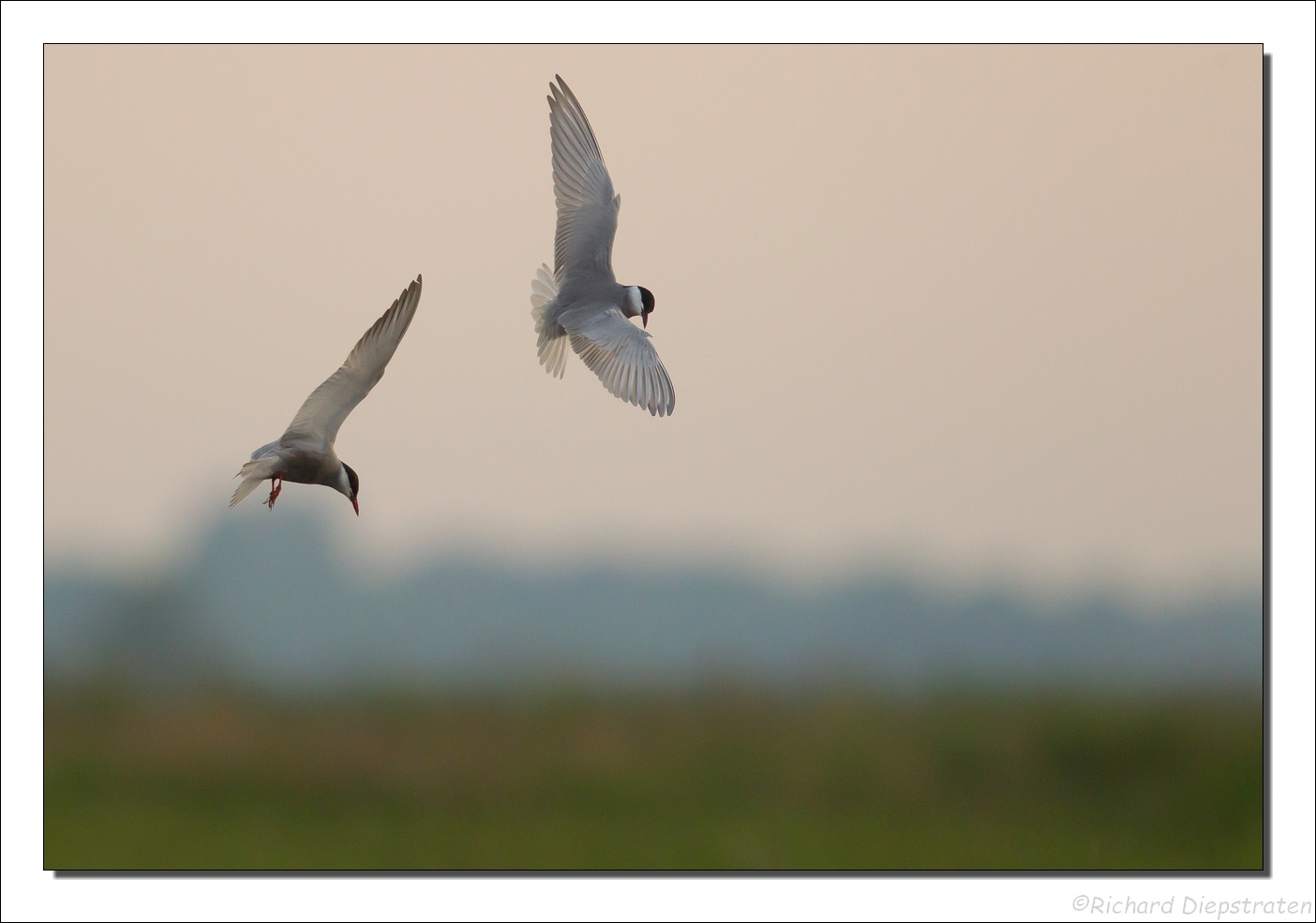 Witwangstern - Chlidonias hybrida - Whiskered Tern