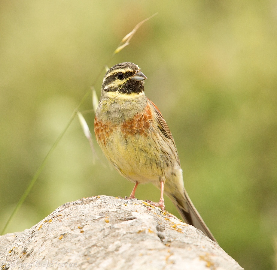 Cirlgors - Emberiza cirlus - Cirl Bunting