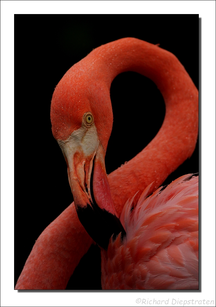Caribische Flamingo    -    Phoenicopterus ruber    -    American Flamingo