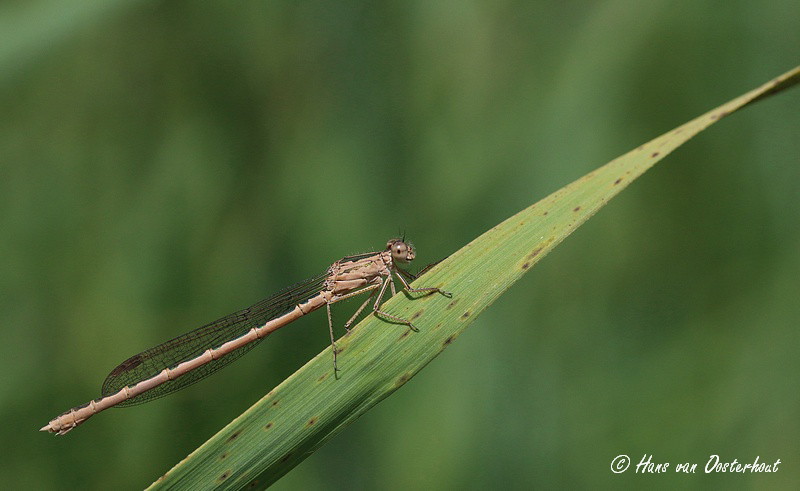 Noordse Winterjuffer Woldlakebos 20 juli 2014