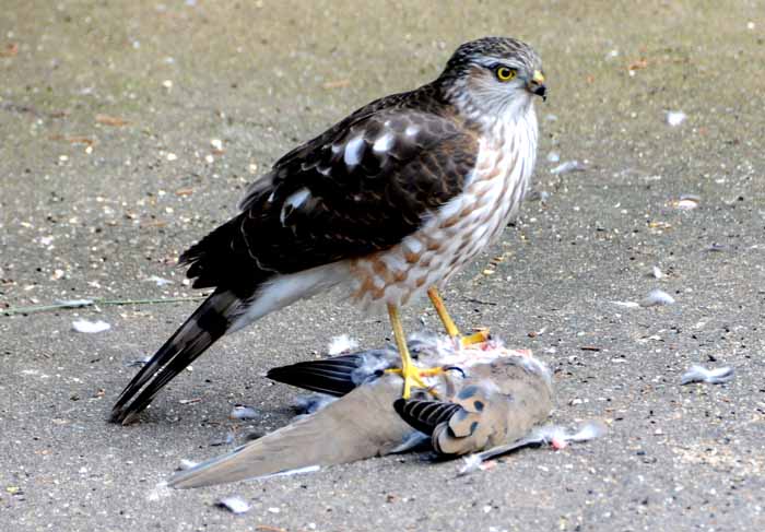 MR Cooper and the dove