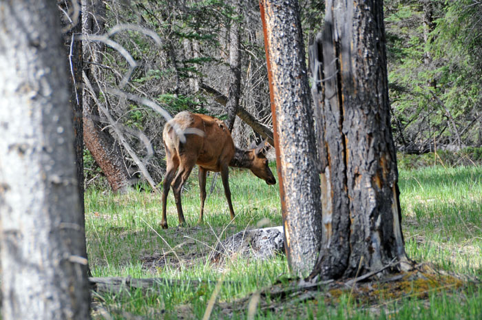 Jasper National Park, 2013