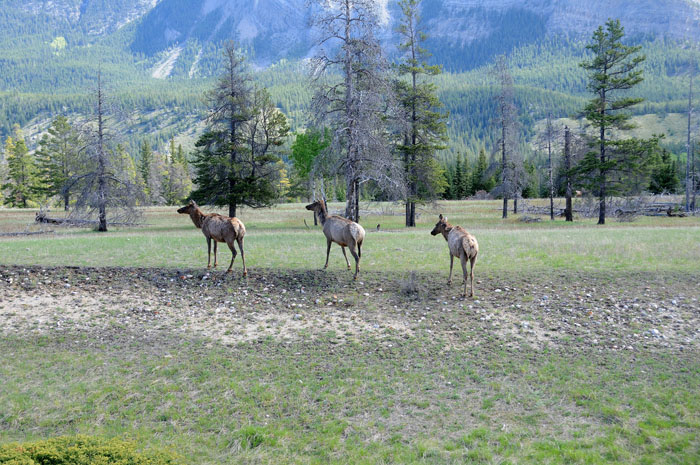 Jasper National Park, 2013