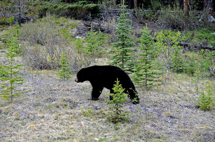 Jasper National Park, 2013