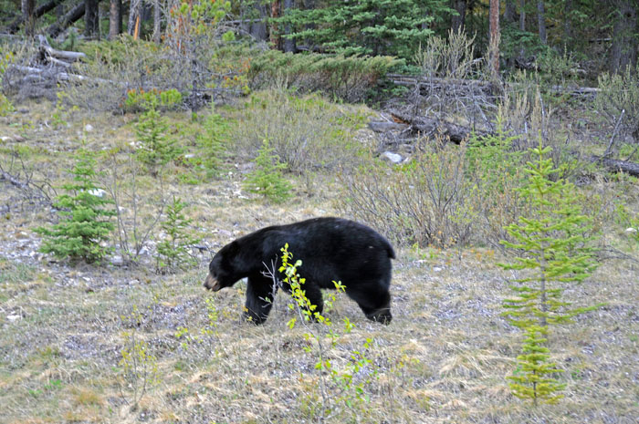 Jasper National Park, 2013