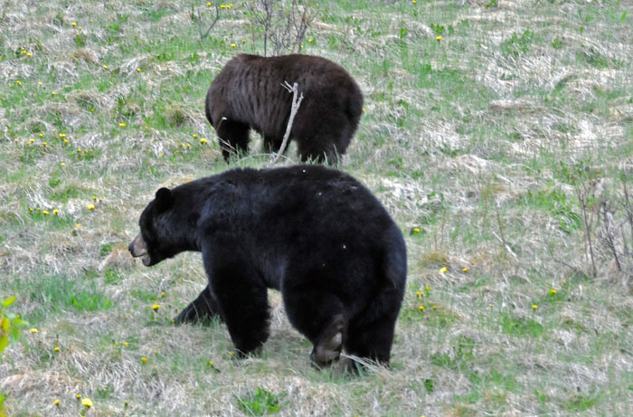 Jasper National Park, 2013