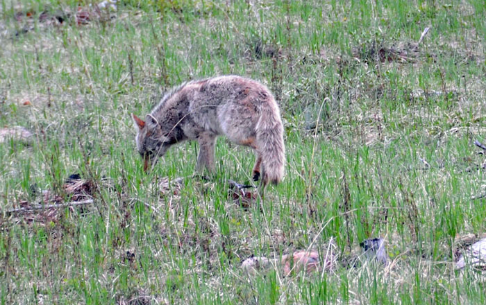 Jasper National Park, 2013