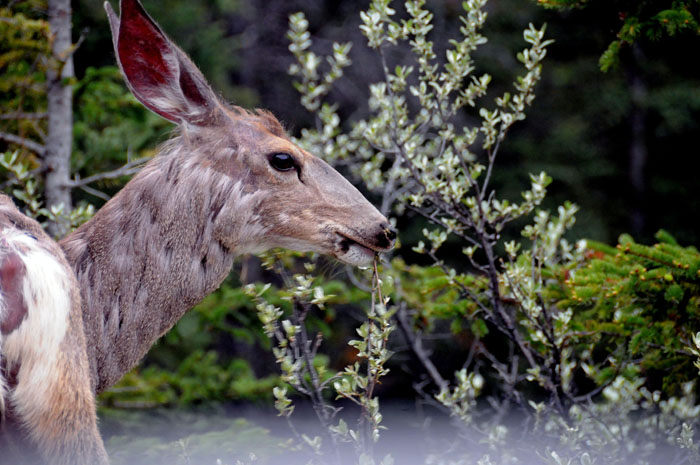 Jasper National Park, 2013