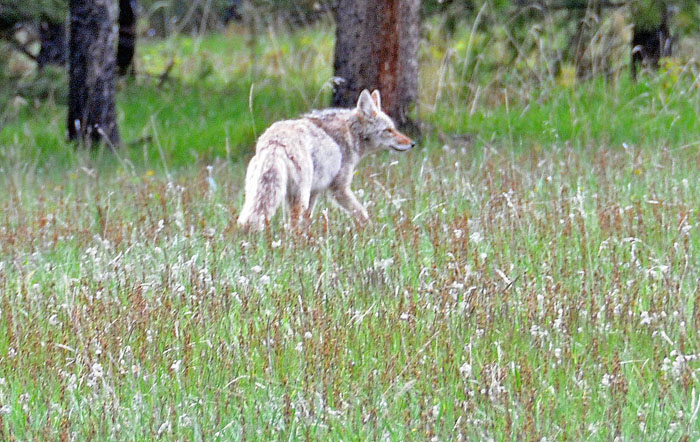 Jasper National Park, 2013