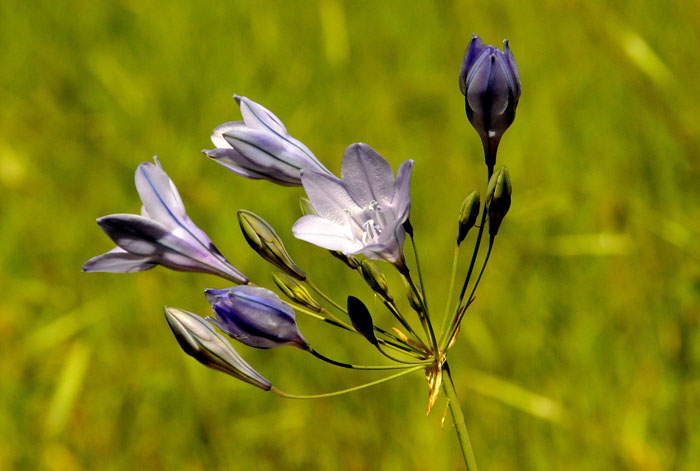 Flora & Fauna Around Mt. Diablo