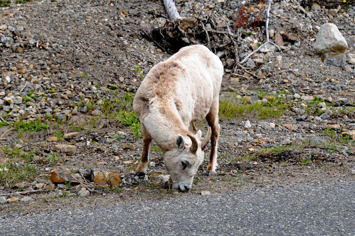 Jasper National Park, 2013