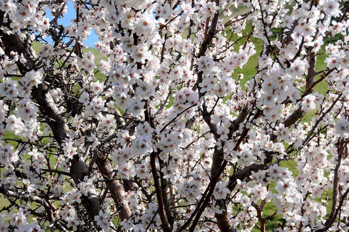 Flora & Fauna Around Mt. Diablo