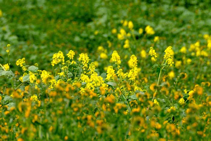 Flora & Fauna Around Mt. Diablo