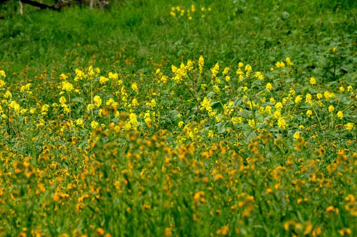 Flora & Fauna Around Mt. Diablo