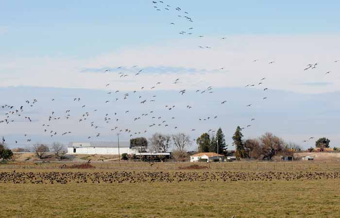 white fronted geese on parade