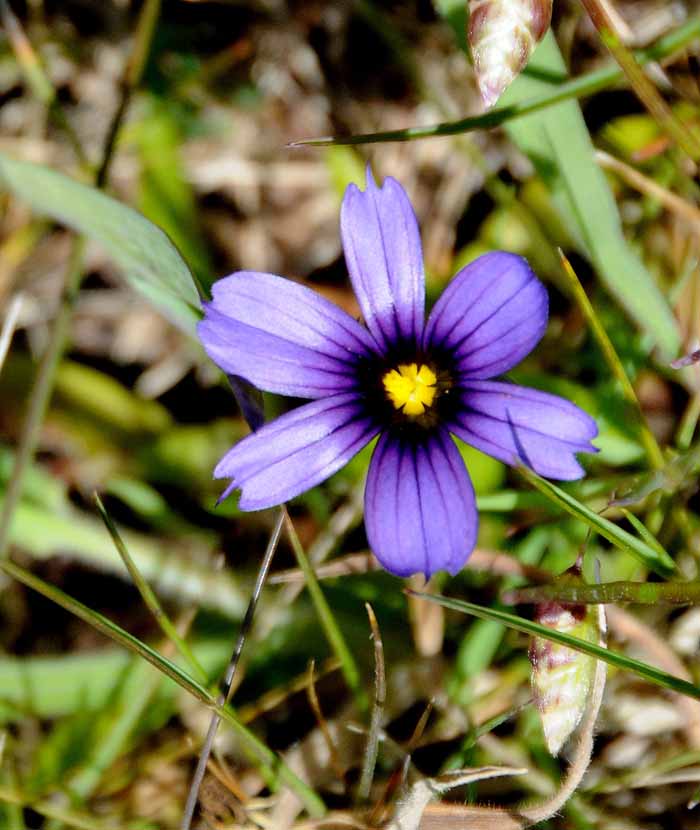 Flowers From the Garden