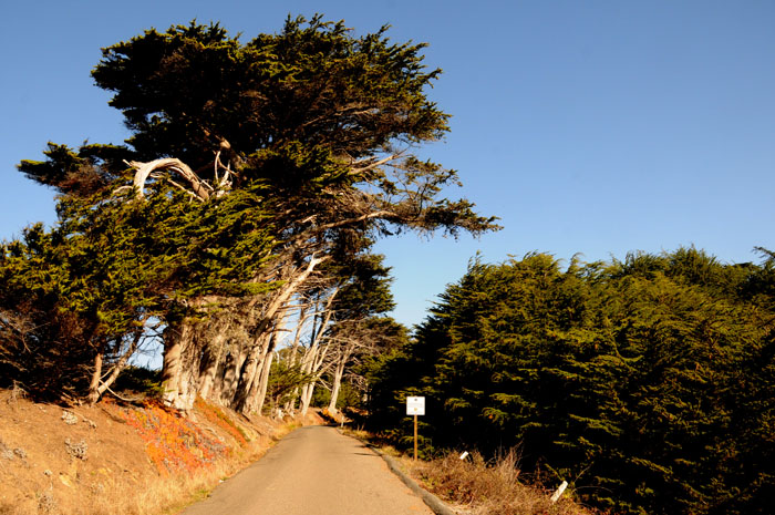 serenity on the Sonoma Coast