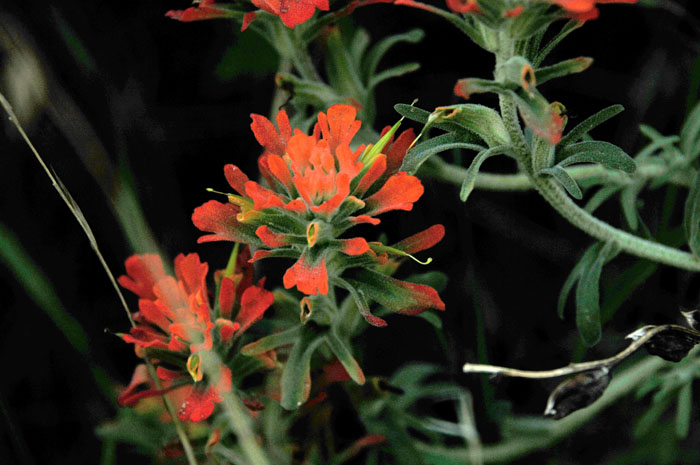 Indian Paintbrush...early entry in Spring