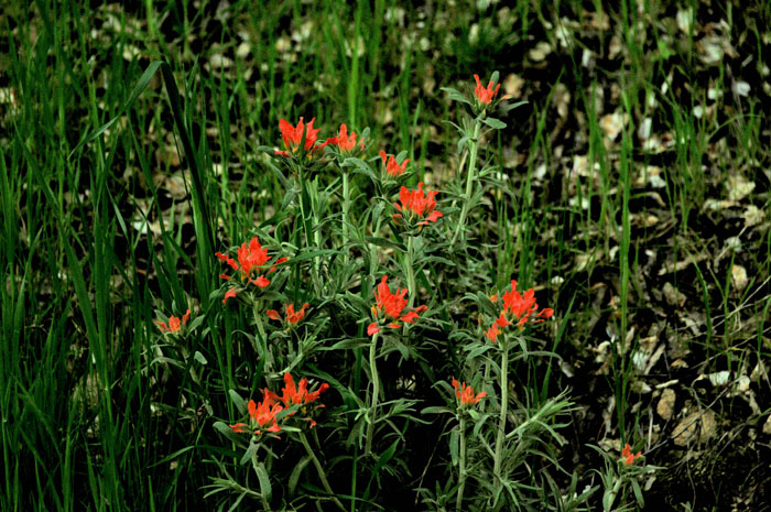 Flora & Fauna Around Mt. Diablo