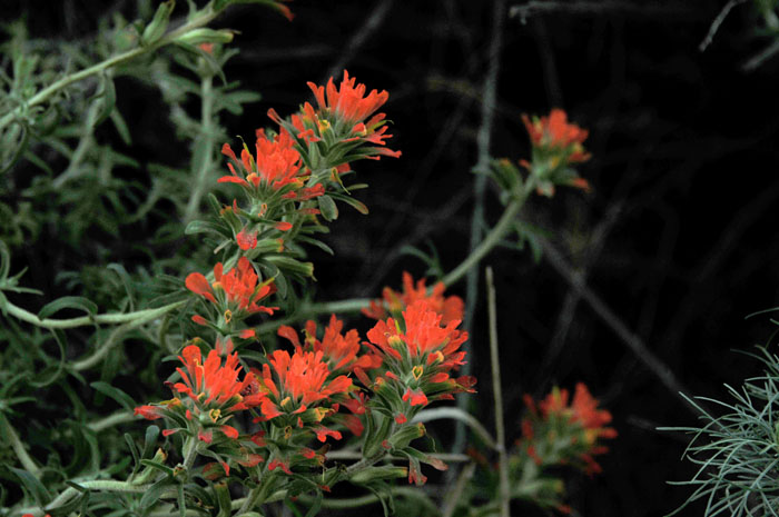 Flora & Fauna Around Mt. Diablo