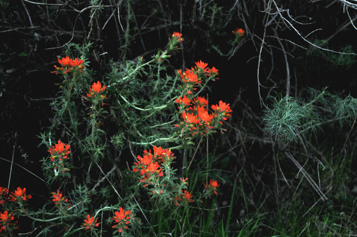 Flora & Fauna Around Mt. Diablo