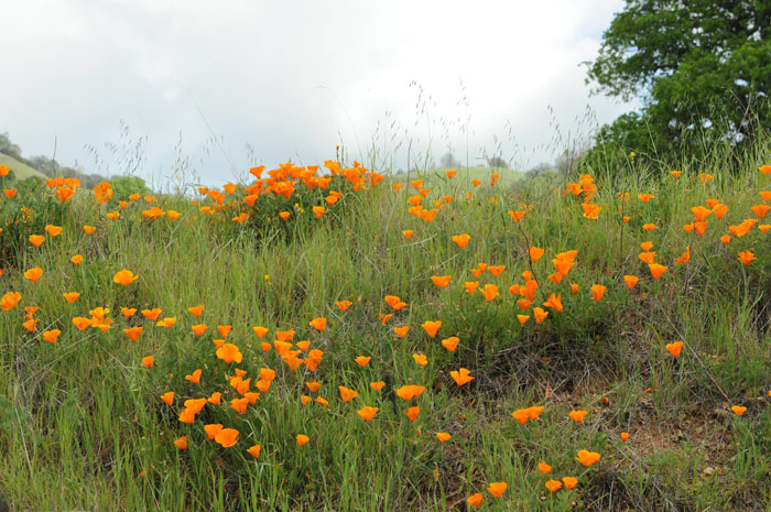 Flora & Fauna Around Mt. Diablo