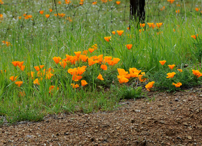 Flora & Fauna Around Mt. Diablo