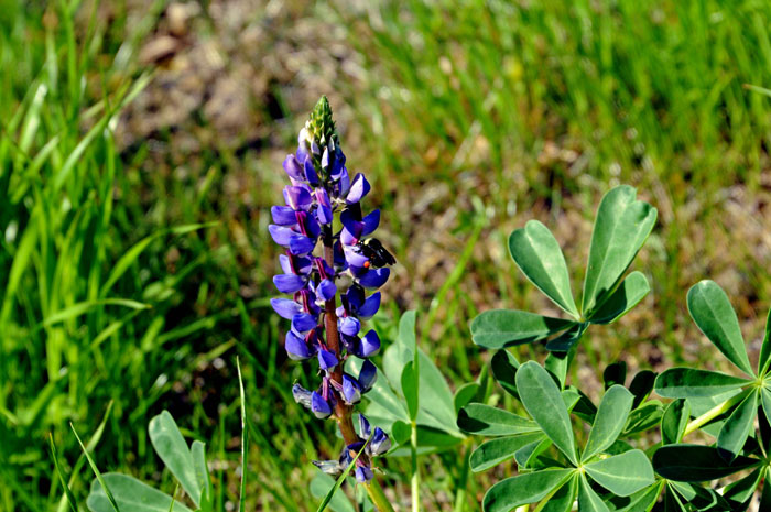 Flora & Fauna Around Mt. Diablo