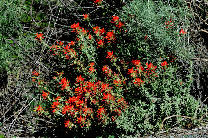 Flora & Fauna Around Mt. Diablo